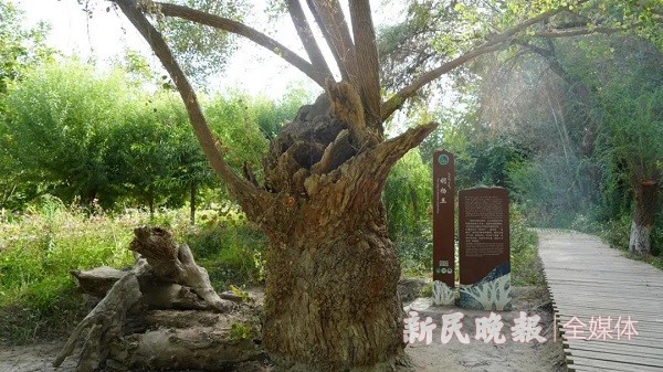 泽普金湖杨景区有一棵1400年的“胡杨王”