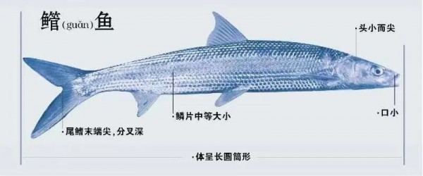 三年没见鳤鱼你好