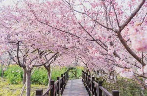 2021年顾村公园樱花节图片