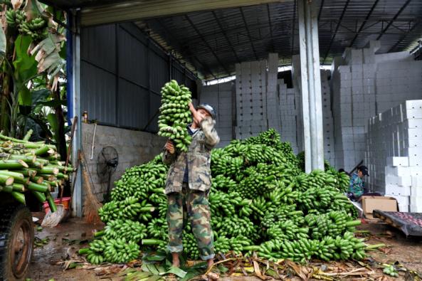 小米蕉借道拼多多发展成大产业，农户年收入超20万