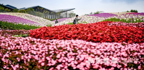 胜日寻芳梦花园无边光景处处新 手机新民网