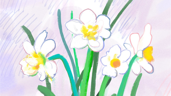 手绘花博会 | 每日花语①:崇明水仙