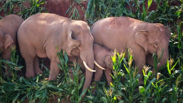 28头野象在云南宁洱县内活动